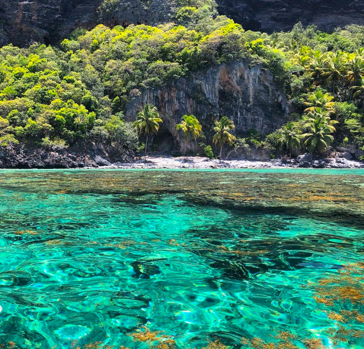 Vibrant tropical fish including parrotfish and angelfish swimming among coral formations in their natural habitat
